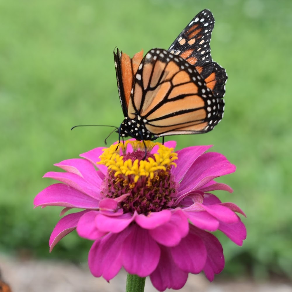 Meet your Posher, Ella